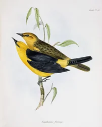 Paire de Xanthornus Flaviceps, illustration de La Zoologie du Voyage du H.M.S. Beagle, 1832-36, par Charles Darwin (1809-92), 1840