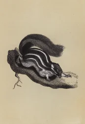 Écureuil palmiste