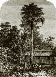 Palmier dans le grand Andaman