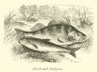 Perche et goujon