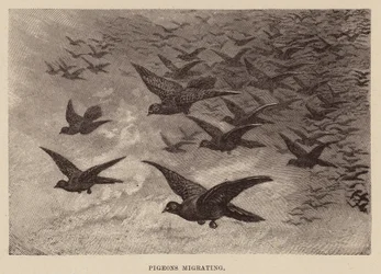 Migration des pigeons