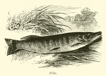 Brochet