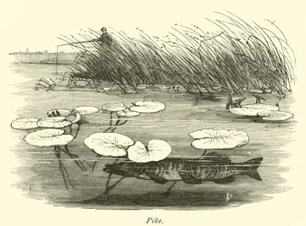 Brochet