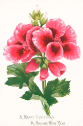 Fleurs roses, carte de Noël
