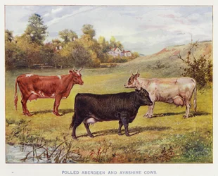 Vaches Aberdeen et Ayrshire sans cornes