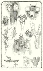 Polyzoa (gravure)