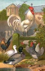 Cour de basse-cour, étang à canards et pigeonnier