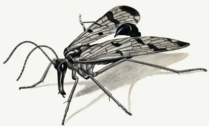 Prédateurs du passé (Mouche scorpion)