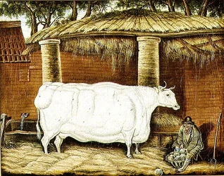 Boeuf primitif