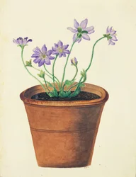 Fleurs violettes dans un pot en terre cuite, vers 1825