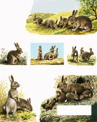 Montage de lapins
