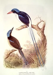 Martin-chasseur à raquettes, fol. 12, vol. III, tiré du « Livre des oiseaux » d