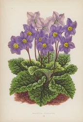 Ramondie des Pyrénées (lithographie en couleur)