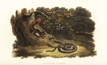 Serpent à sonnette charmant un écureuil pour le faire descendre d