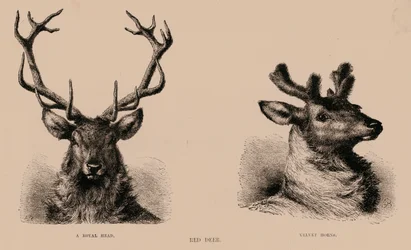 Red Deer (gravure)