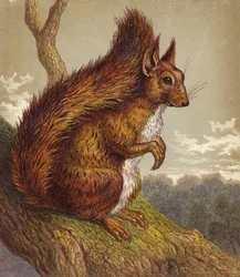 Écureuil roux