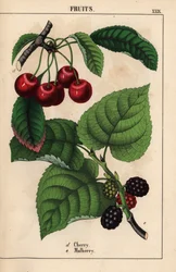 Cerises rouges et mûres, de "The Instructive Picturebook, or Lessons from the Vegetable World," [Charlotte Mary Yonge], Édimbourg