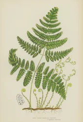 Polypode rigide à trois branches (lithographie en couleur)