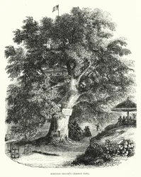 Le châtaignier de Robinson Crusoé