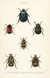 Coléoptères cétoines : Cetonia fascicularis 1, Heterorhina macleayi 2, Gametoides subfasciata 3, coléoptère violoniste, Eupoecila australasiae 4, Gymnetis hieroglyphica 5 et Gymnetis marmorea 6
