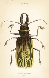 Coléoptère longicorne à dents de sabre, Macrodontia cervicornis (Prionus cervicornis)