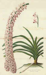 Saccolabium Blumei Russelianum