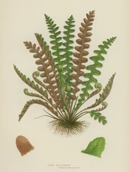 Scolopendre