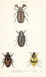 Coléoptères scarabées : Pelidnota pulchella subsp