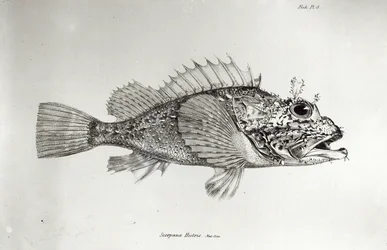 Poisson-scorpion, planche 8 de 