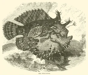 Porc-épic de mer