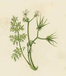 Aiguille du berger, Scandix Pecten