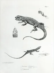 Iguane à écailles, illustration de 