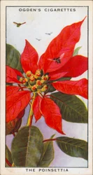 Signalling Colours, Alluring, Plants, The Poinsettia (litho couleur)