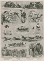 Croquis au spectacle de Barnum à Olympia, Londres