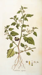 Solanum nigrum [morelle noire], illustration tirée de Flora Londiniensis [Fleurs de Londres] de William Curtis, publiée 1777-98