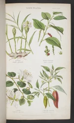 Plantes épicées, de 