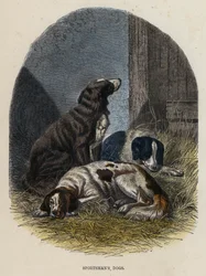 Chiens de chasseur (gravure en couleur)