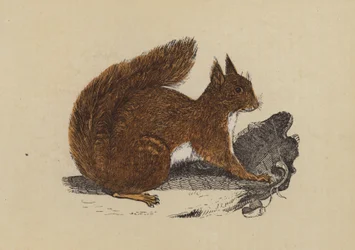 Écureuil