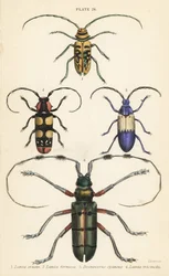 Sternotomis pulchra 1, Tragocephala formosa 2, perceur de sureau, Desmocerus palliatus 3, et Thysia wallichii 4