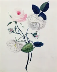 Étude de roses blanches et roses, c.1820