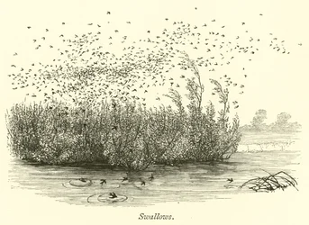 Hirondelles