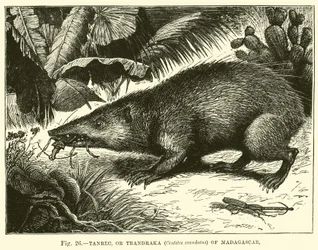 Tanrec, ou Trandraka (Centetes ecaudatus) de Madagascar