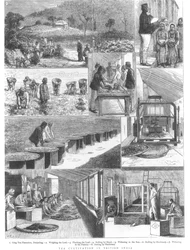 Culture du thé en Inde britannique, 1876