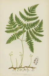 Polypode à trois branches tendres
