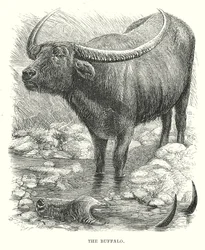 Le Buffle (gravure)