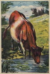 La Vache