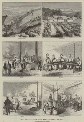 La culture et la fabrication du thé (gravure)
