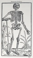 La partie avant des os, planche de The Historie of Man publiée par John Banister, 1578