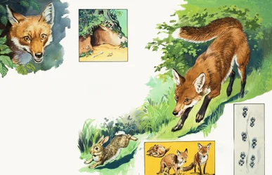 Le renard