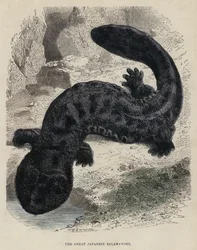 La Grande Salamandre Japonaise